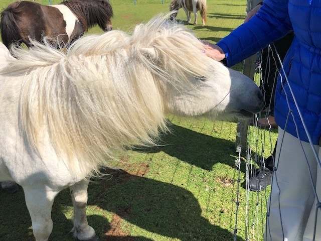 white shetland pony