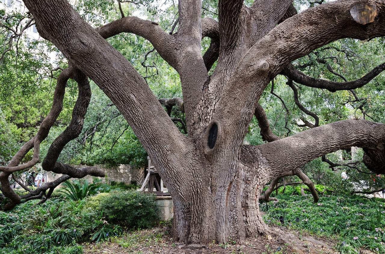 tree on alamo grounds in san antonio