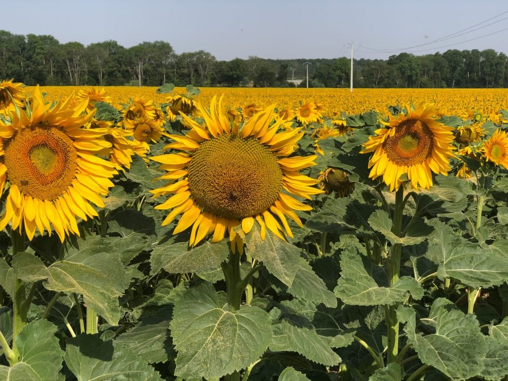 The sunflowers were in bloom in Burgundy