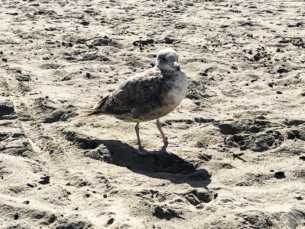 seagull on the beach