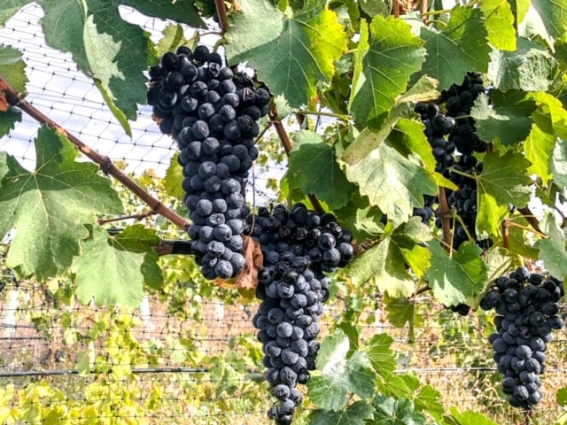 These luscious grapes will eventually be turned into delicious red wine in the Walla Walla Valley. 