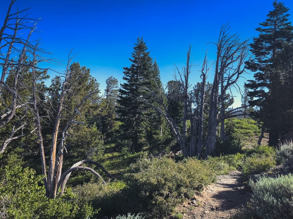 Mammoth Lakes has plenty of opportunities for bikers, both mountain and road.
