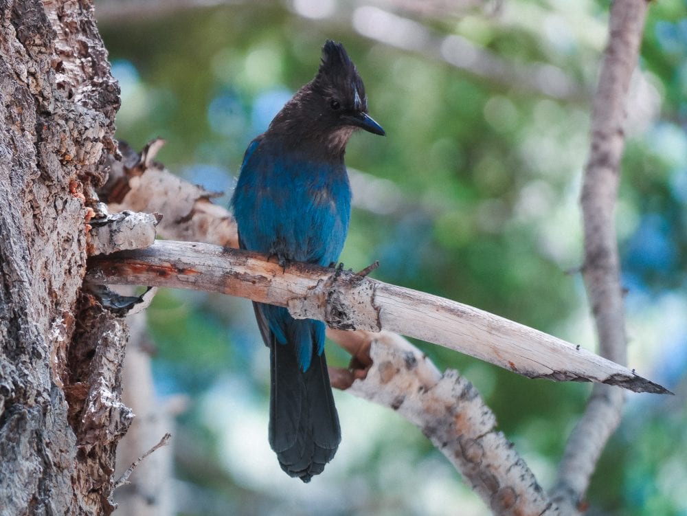 a bird in the forest at mammoth lakes california