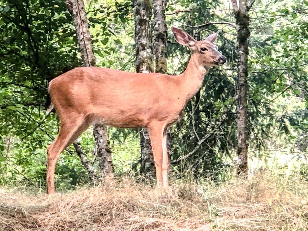 Black-Tailed Deer at Northwest Trek