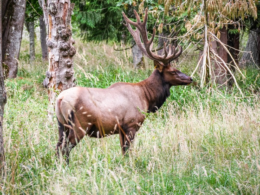 Roosevelt Elk at Northwest Trek