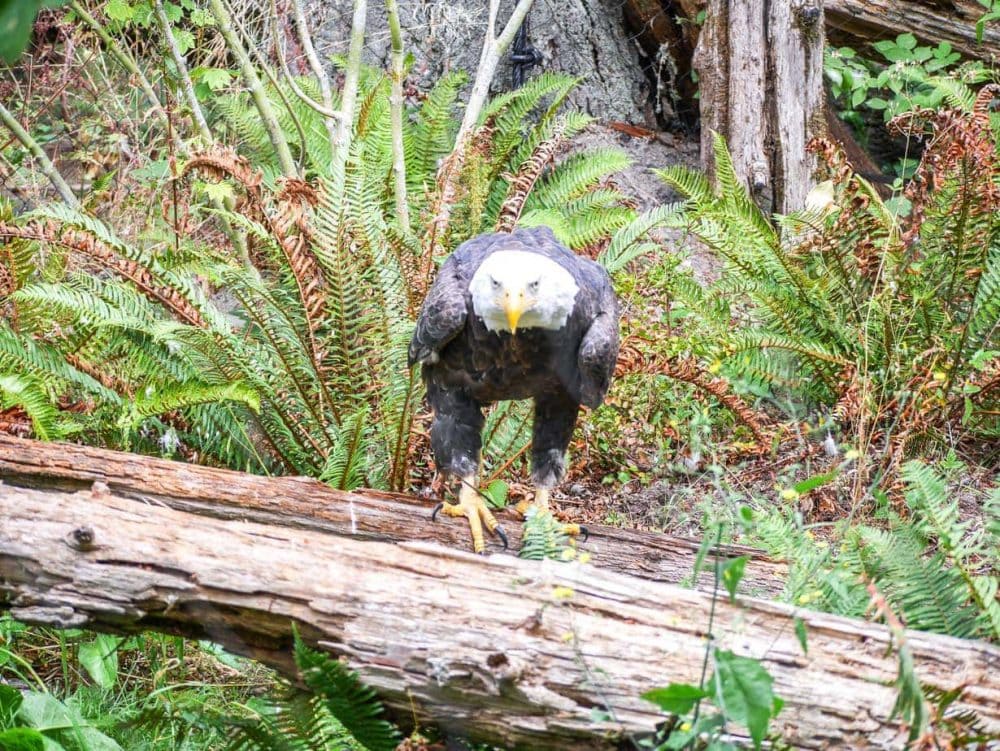 A bald eagle at Northwest Trek