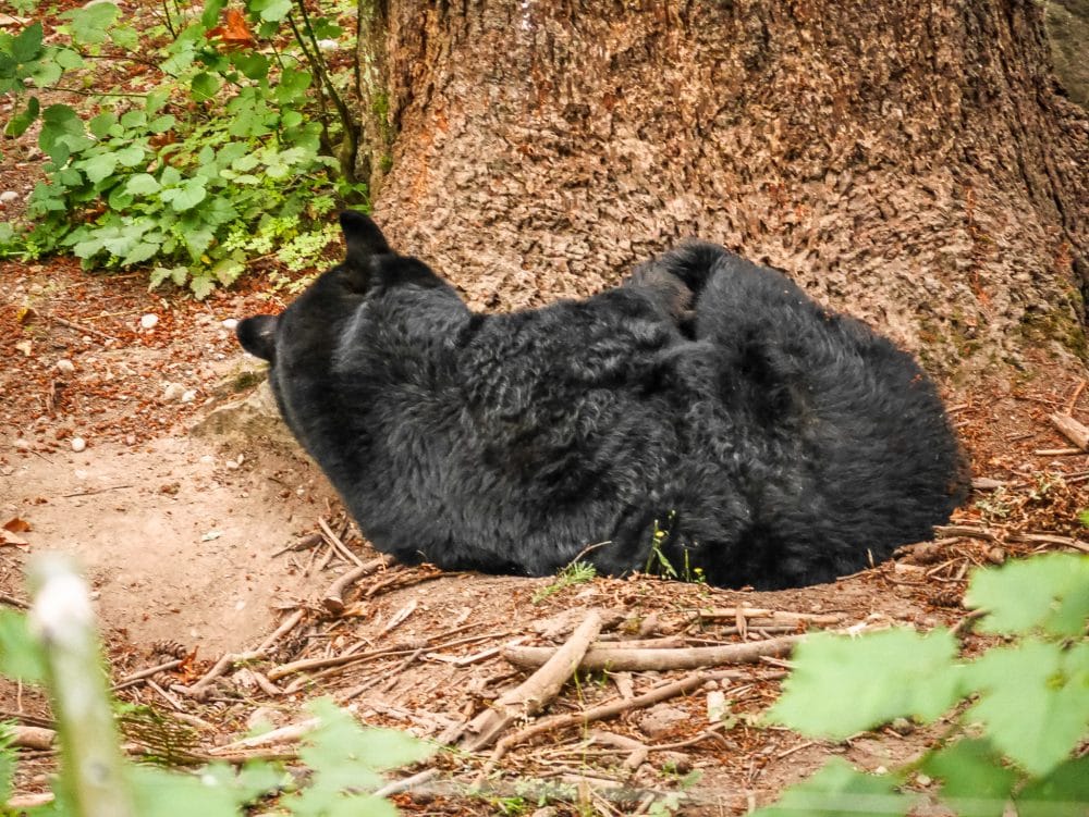 A Sleeping Bear at Northwest Trek