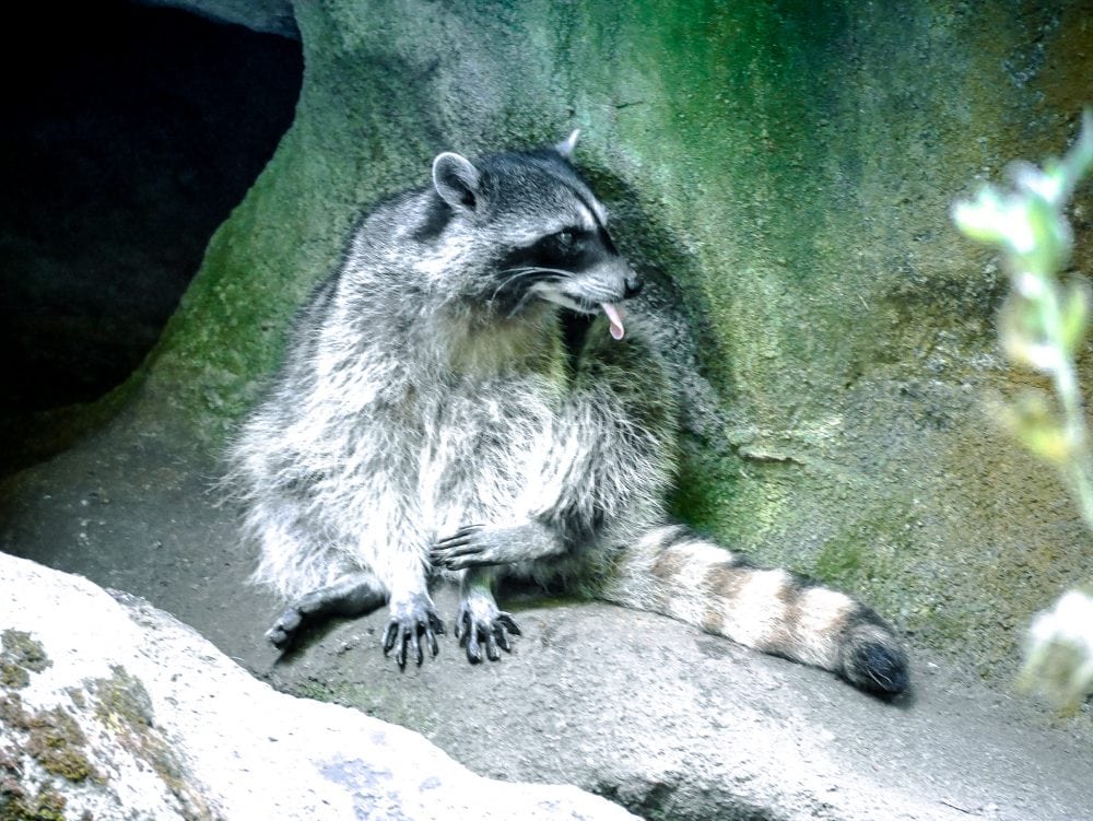 A frisky racoon sticks out his tongue at Northwest Trek