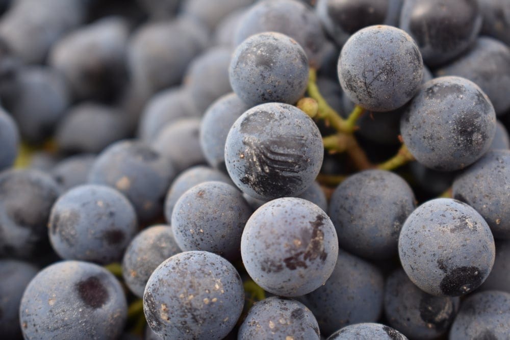 A closeup shot of fresh grapes in Walla Walla, Washington wine country