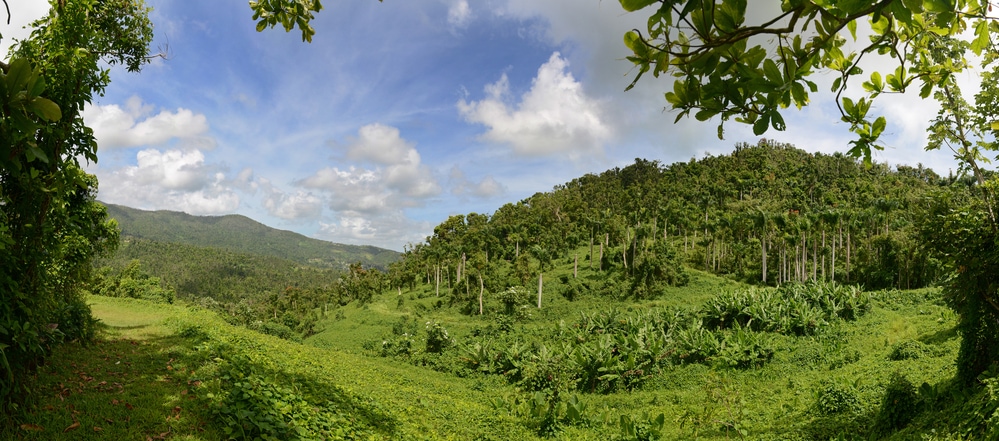 Panoramic view of El Yunque National Forest