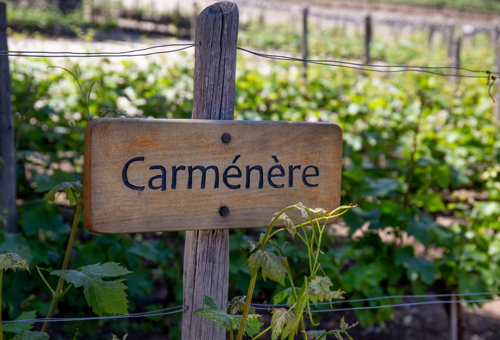 rows of Carménère grape vines