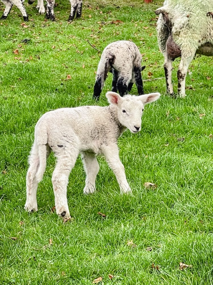 a baby lamb in a field