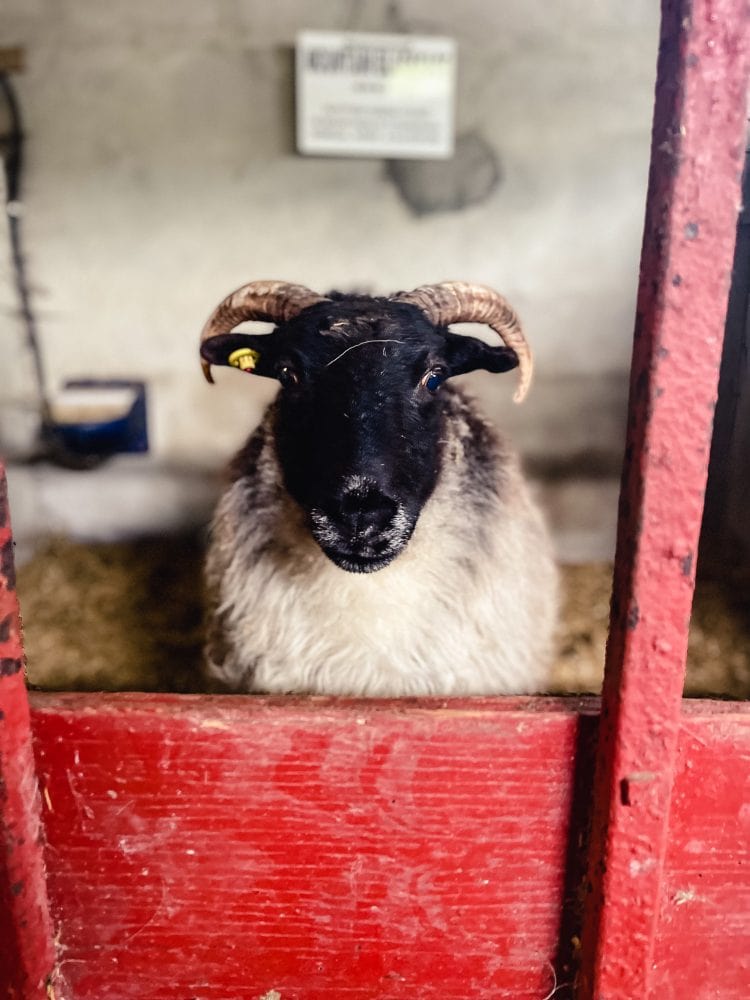 a black faced sheep in its pen