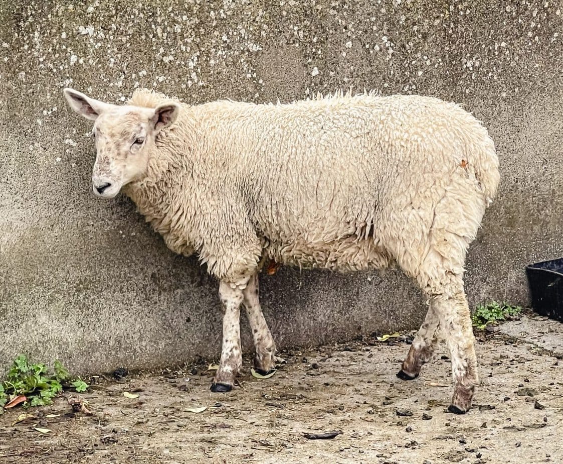 a white sheep standing in front of a thatched wall