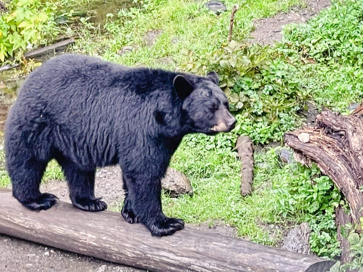 holland america alaska cruise westerdam