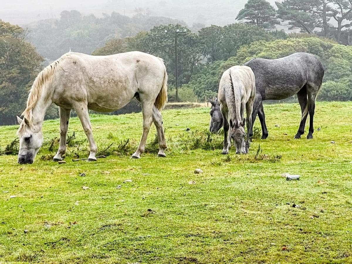 three connemara ponies eating grass in a pasture
