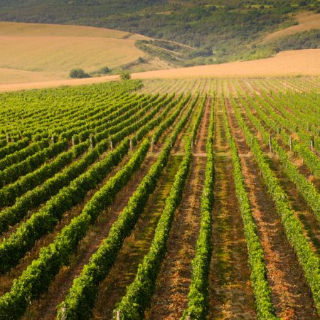 Bulgarian Wine: An Introduction to the Wines of Bulgaria