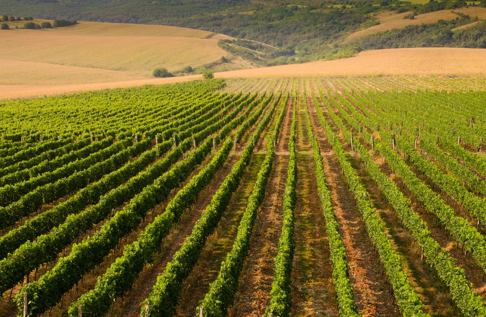 vineyards along the danube river in bulgaria