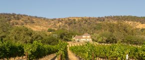 rows of grapevines in Sonoma County