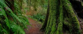 Lush moss-covered forest with narrow trail in green rainforest setting.