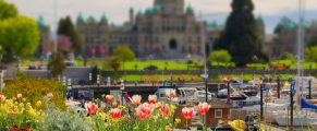 Colorful flower garden with BC Legislature building and marina in Victoria, BC, Canada.