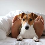Dog lying on bed with feet behind it, relaxing and cozy travel lifestyle.