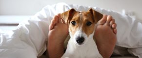 Have Dog Will Travel: Best Dog-Friendly Hotels in the Pacific Northwest 11 Dog lying on bed with feet behind it, relaxing and cozy travel lifestyle.