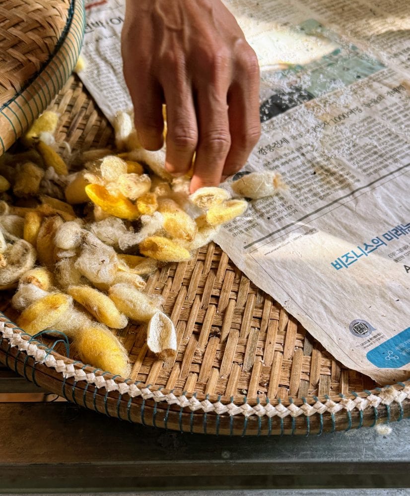 Silk worm larvae on a basket