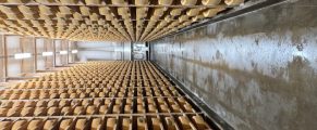 Rows of aged cheese wheels stored in a creamy cellar for aging and flavor development.