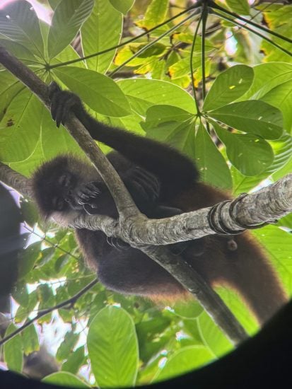 Young orangutan relaxing on tree branch among green leaves in rainforest.