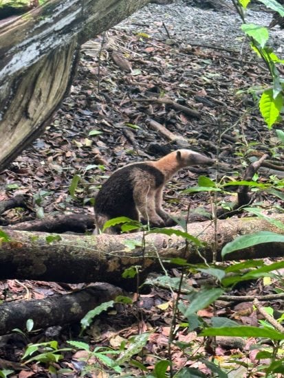 Wild coati exploring forest floor with leaves and branches around.
