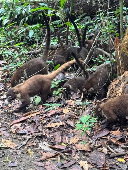 Wild coatis foraging on the forest floor in a lush jungle setting.