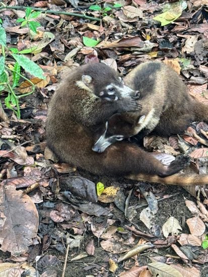 Two coatis playing on the forest floor among leaves and plants.
