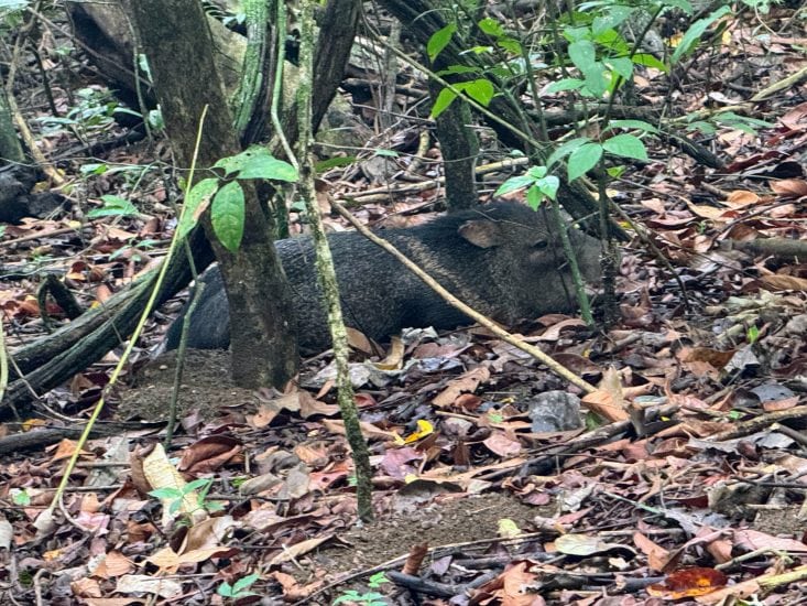 Wild boar resting on forest floor with leaves and small plants around.