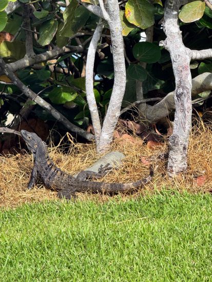 Lizard resting on grass near bushes and trees in a garden setting.