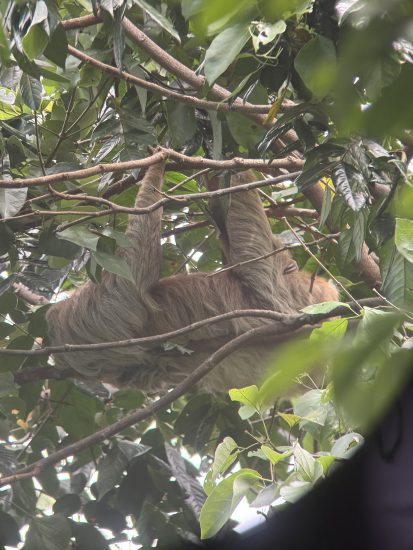 IMG 2538